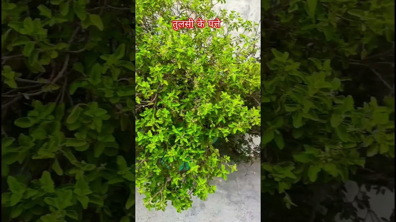 🪴तुलसी के पत्ते को कैसे खाएं, जानिए कैसे?👍🙏 ||#garden #tulsi #plants #motivation #facts #shorts