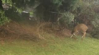 Buck Shedding Antler