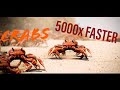 Crab Rave 2x, 4x, 8x, Up To 5000x FASTER