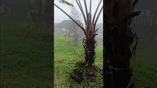 Negoro Angin  Ala Wong Prigen Pasuruan