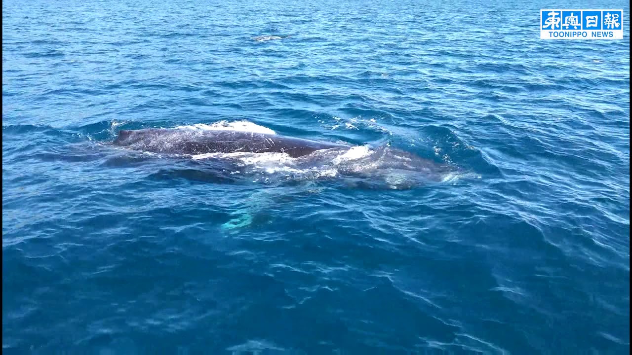 陸奥湾に珍しいザトウクジラ まったりと - YouTube
