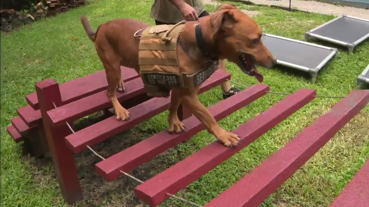 shelter-dogs-get-new-leash-on-life-as-service-animals-for-veterans