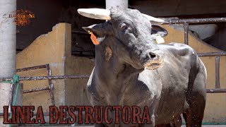 ¡¡ LLEGADA DEL LÍNEA DESTRUCTORA !! Su nueva casa Rancho El Guamuchil 14 mayo 21