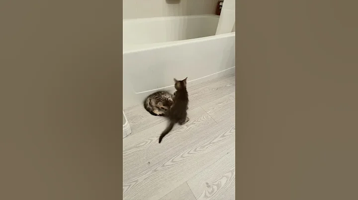 Video 3193351: mainecoon cute catlover kitty, mainecoon cats cute catlover, mainecoon cute kittycat, wild cat, catlover games