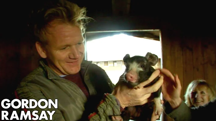 Gordon Ramsay Learns How To Raise Pigs For The F W...