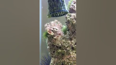 Crab hanging out in pulsing Xenia