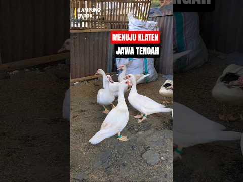 Pengiriman Klaten Jawa Tengah. #entokjumbo #entok #entok #duck #fypp