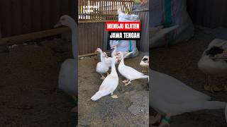 Pengiriman Klaten Jawa Tengah. #entokjumbo #entok #entok #duck #fypp