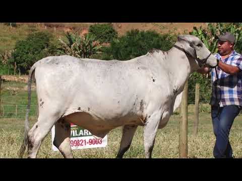 LOTE 21   12º LEILÃO VIRTUAL ALIANÇA GENÉTICA   2091BK