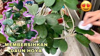 Cara ku membersihkan daun Hoya | the way to clean Hoya leaf 호야 케리 | Хойя Керри