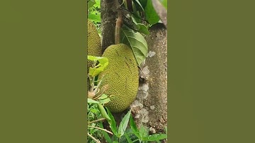 Jackfruit harvesting video