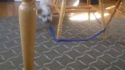 Cooper chases his leash