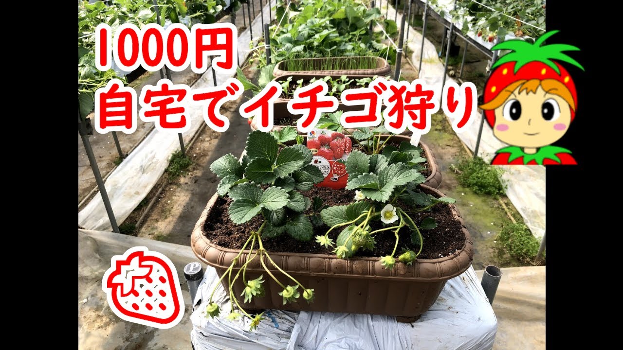 コンパニオンプランツ 混植 で害虫から家庭菜園を守る Youtube