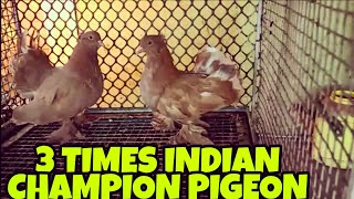 3 Times Indian Chaimpion Pigeon's Babys | American Piegons