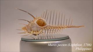 Murex pecten (Lightfoot, 1786), Venus comb murex - Muricidae HD video 1080p 360º 维那斯骨螺