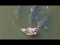 Огромный карп хотел проглотить утку!!!/A huge carp wanted to swallow a duck !!!