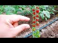 Quanto pomodoro produce una pianta di Datterini INVERNALI?