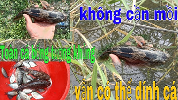 cách đặt lợp lờ lò xo không cần mồi vẫn dính cá #fishing #lamtiengiang #