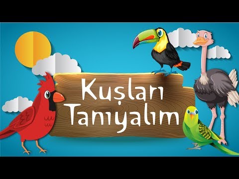 Hayvanları Tanıyalım | Kuşları Öğreniyorum | Kuş Sesleri ve Görüntüleri | Papağan Güvercin Kanarya