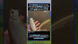 Fish Gives Birth From Its Mouth?! Unbelievable Nature! 🐟😲#foryou #fyp #animals#funny