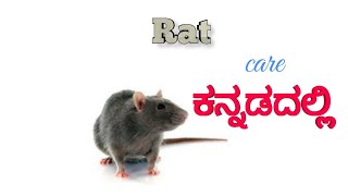 Rat care in Kannada