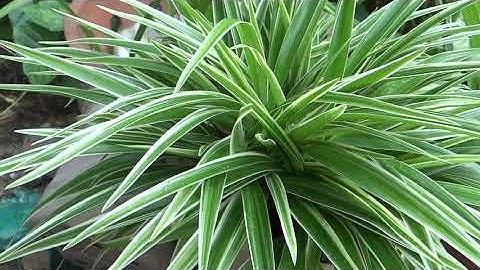 cây phong thủy - cây chiêu tài - cây gọi khách - ngải nàng rù - ngải nàng móc  cây kéo khách về tiệm