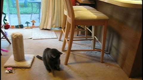 Cat vs Bubblesteen video.avi