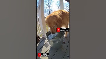 CCTV Footage: Golden Retriever Drinks Water From Bucket Near Front Porch