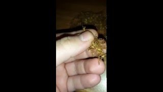 How to roll Smoking (4k Vidio) 2016 screenshot 1