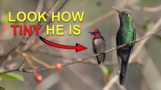 The Smallest Hummingbird&#39;s Rival is Twice the Size