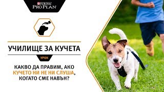 Какво да правим, ако кучето ни не ни слуша, когато сме навън? Какво да правим, ако кучето ни не ни слуша, когато сме навън?