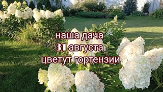 наша дача 31 августа/цветут метельчатые гортензии