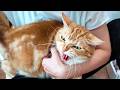 超温厚な猫がシャー！？お久しぶりのケア動画ごわす🤣🤣🤣