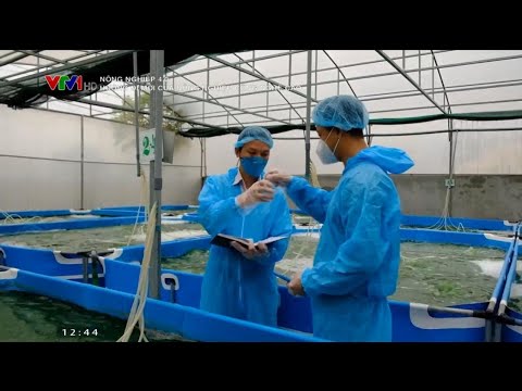 Video: Cách trồng bạc hà trong chậu (có hình ảnh)