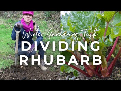 Видео: Rhubarb хуваах - Rhubarb ургамлыг хэзээ, хэрхэн хуваах вэ