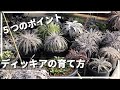 ディッキアの育て方 5つのポイントを徹底解説