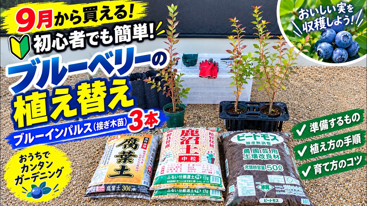 Shocking 3-Year Results] Home Center Blueberry Seedlings: How Well