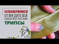 Трипсы | Как определить, чем заражено растение | Лучшее средство от трипсов - ставлю эксперимент