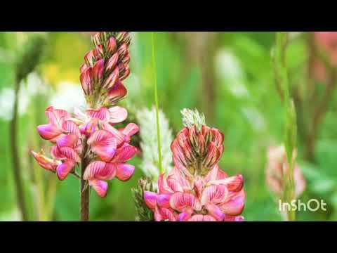 Эспарцет как сидерат