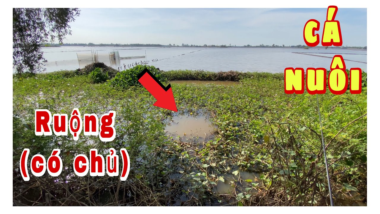 Câu CÁ RÔ ĐỒNG. Lần Đầu Tiên Gặp Phải Cảnh Này & Cuộc Thương Lượng Bất Thành Với Cô Chủ Ruộng.