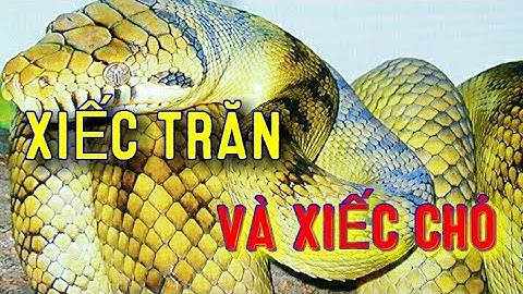 XIẾC CHÓ + TRĂN TINH ( CIRCUS DOGS + PYTHON) DIỄN Ở QUÊ.