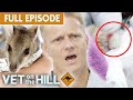 Cyst drainage  wild wallabies rescue  vet on the hill down under ep6 full episode  bondi vet