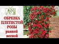 ОБРЕЗКА ПЛЕТИСТОЙ РОЗЫ ВЕСНОЙ / ФОРМИРОВАНИЕ КУСТА, ЧЕРЕНКИ