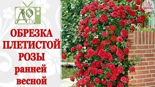 ОБРЕЗКА ПЛЕТИСТОЙ РОЗЫ ВЕСНОЙ / ФОРМИРОВАНИЕ КУСТА, ЧЕРЕНКИ