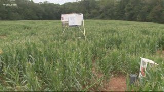 Get lost in the Amazing Maize Maze