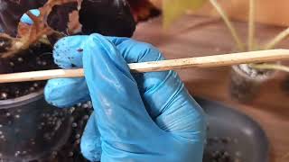 видео: Пересадочка бегоний  картинка: Пересадочка бегоний