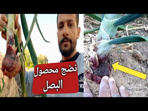 أهم العلامات الزراعية لنضج محصول البصل قبل الحصاد وماهو البصل المزدوج   الحلقة62