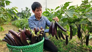 FULL VIDEO: 90 Days Agricultural Harvest go market sell - Gardening, Cooking \& Build farm