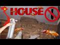 How To Treat Termite Infestation | Termites Are A Major Issue In Vietnam