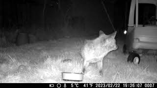 Stirchley fox trailcam 2023-02-22
